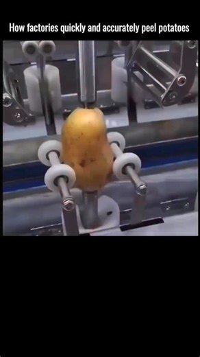 explaining_world on Instagram: "NASA and related researchers have studied the folding mechanism of ladybug wings for inspiration in designing various engineering structures, including those used in spacecraft. ​The primary interest in the ladybug's wings lies in their ability to be extremely rigid for flight but also capable of rapid and compact folding for storage under their protective shell . This unique combination of properties is highly desirable for deployable structures in engineering an