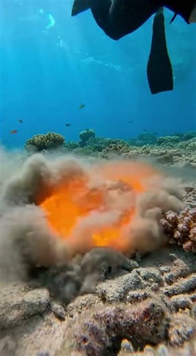 his Fish Lays Eggs in the STRANGEST Way 😳🐟🥚#fish #eggs #ocean #weirdanimals #nature #shorts #viral