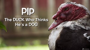 59K views · 1.7K reactions | Meet our friend Pip—a charismatic Muscovy duck who thinks he's a dog: | Farm Sanctuary | Facebook