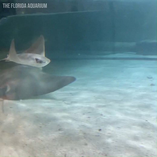 13M views · 3.7K reactions | BABY STINGRAY BIRTH!  Visitors watched and cheered as the newest cownose ray pup was born at The Florida Aquarium this week! "Bimini" is one of three of their newest little stingray pups -- and staff say more are likely on the way! STORY: https://bit.ly/2UsSGzS | FOX 13 News - Tampa Bay | Facebook
