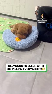 This could be the cutest puppy ever 😍 | Fluffy Animals