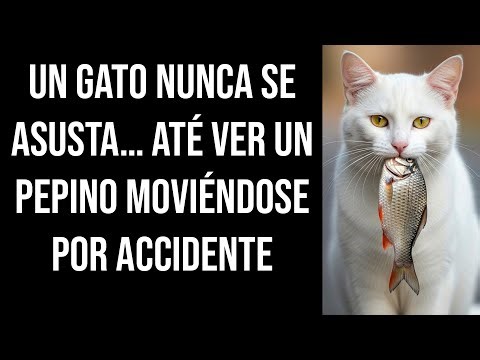 Un gato nunca se asusta… até ver un pepino moviéndose por accidente
