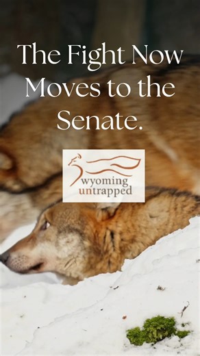 UPDATE: Wolf Delisting Bill Passes the House by a Razor-Thin Margin This week, H.R. 845, misleadingly titled the “Pet and Livestock Protection Act,” passed the U.S. House of Representatives by the slimmest of margins, 211–204. Just seven votes decided the fate of gray wolves across the Lower 48. That narrow vote matters. It underscores how divided Congress is and how fragile federal protections for wolves have become. If enacted, this bill would force the nationwide delisting of gray wolves by p