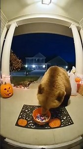 Scaredy Bear Steals Candy on Halloween #pixverse #pixverseai #halloweencute #bearfunny #trickortreat