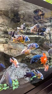 3.8K views · 32 reactions | African Cichlids are not for beginners,...