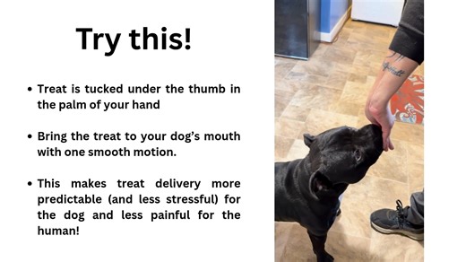 Check out this quick tip on how to keep your fingers safe while using treats in training! Merissa Dubraque-Kreidler CPDT-KA, KPA CTP, CCUI, CCMT, is the owner and head trainer of Fuzzy Logic Dog Training in Farmville, Virginia, and she has an on-demand webinar available in the Clean Run Learning Center called "l'll CU During the Holidays." This webinar offers strategies for negotiating large family events with your dog present, mostly through the use of Control Unleashed pattern games. #dogtrain