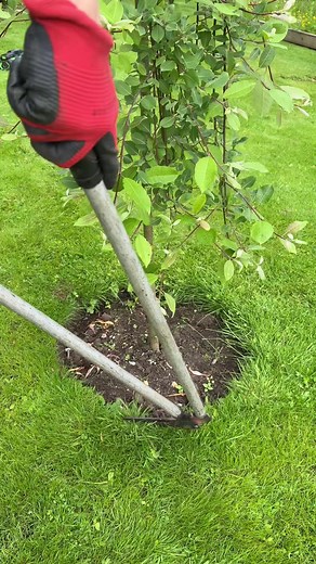 Satisfying lawn sniping / edging tidy up, #satisfyingvideo #lawn #edging #tidy #renovation #tools #grass #tree