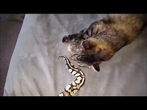 Abigail the Cat & Daisy the Ball Python