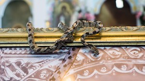 ‘Curse’ of ‘Serpent Island’ where snakes swarm church for 1 day every year