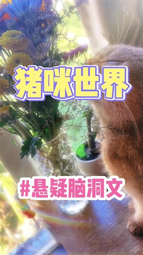 猪咪看小说(咪咪故事) (@rozreading) - 悬疑考试：一场死亡游戏的挑战