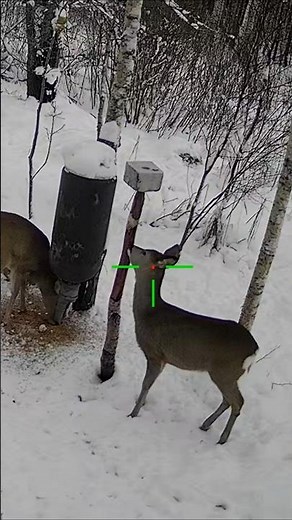 Mountain Goat Hunt at Close Range 🐐 | No Room for Error #hunting