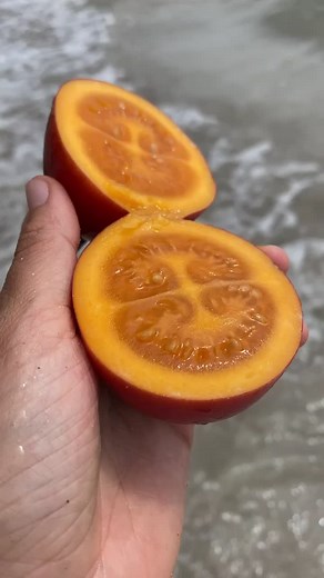 miamifruit on TikTok