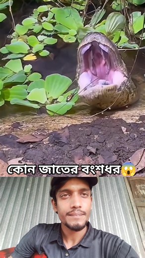 2.4M views · 10K reactions | কোন জাতের বংশধর  #viralreelsシ #foryouシ #viralvideo #Anagonda #wildlife | GR Shohag | Facebook