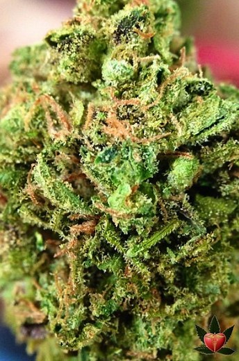 Cannalope Haze | Marijuana Strain Reviews