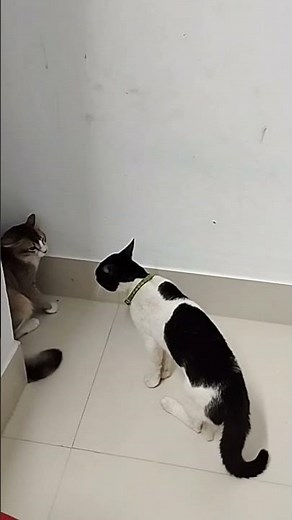 Cat Growling and Hissing | Angry cat