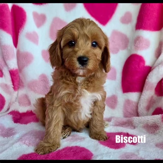 Cottage Country Cockapoos & Bernedoodles on Instagram: "🍪Blossom’s “Cookie” themed litter 7 weeks, heading home next weekend! These beautiful cockapoos have been a joy for us to raise! First time mama + 9 babies = hand raised with tender loving care and skill evidenced by their growth, development and thriving ! We could not be more proud! We have a few puppers looking for a family! Please reach out to Lori 705-571-1462 @cottage_country_cockapoos #cockapoo #ontariobreeder #ontario #red"