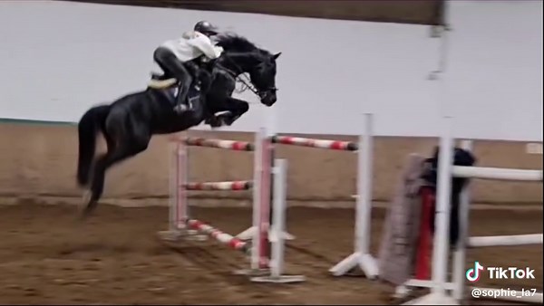 Showjumping Highlights: Pferde und Hengste in Action