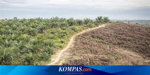 Benarkah Sawit Tidak Bisa Gantikan Hutan? Ini Penjelasan Ahli UGM 