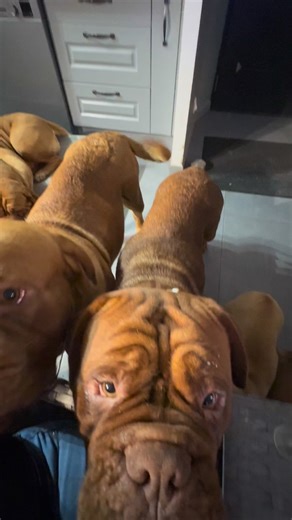 Bonjour des Rouges les lève tôt et les lève tard 👋 Hello from the Reds they rise early and they rise late 👋 #elevagededoguesdebordeauxlesmillediables #laplusgrossemeutederouge #adorablesdiablotins #ReveillezVous #reveil #doguedebordeaux #dogsofinstagram | Élevage de dogues de Bordeaux les mille diab/es