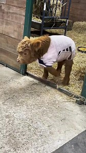 1.9M views · 122K reactions | I can’t believe Poppy & Petunia were this little almost a year ago凉 This video was one of their first to go viral with 20 Million Views! | Katie Van Slyke | Facebook