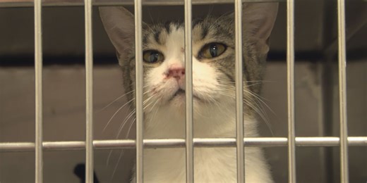 Humane societies across Nebraska provide space after over 100 cats rescued in hoarding case