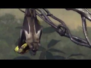 Egyptian Fruit Bat Eating a Banana