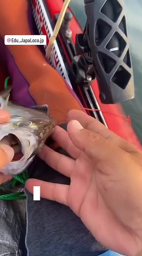 Parasita Alien em Peixes: Apreensão na Pescaria