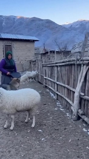 Village woman vs wolf the moment that shocked everyone #VillageHero #WolfAttack #BraveWoman #RealLifeRescue #UnbelievableMoments | Pawsitive