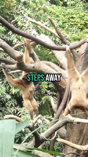 From Rainforest to Shark Tunnel at Omaha’s Henry Doorly Zoo 🌿🦈