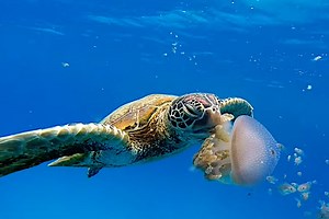 Sea Turtle Completely Devours Large Jellyfish Like It's Nothing