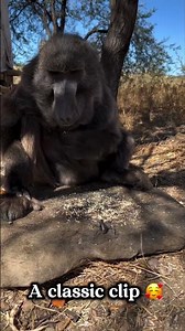 Cindy the baboon doesn’t share food the classic clip 😂🥰😋#rubennamibia #rescueanimals #throwback