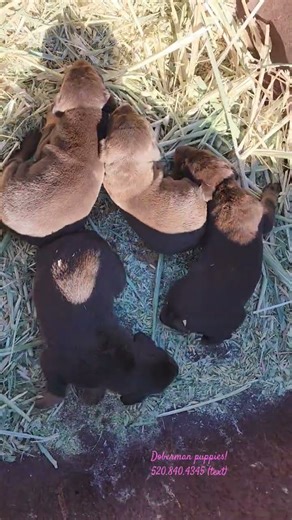 Dobies Dobies! #doberman ##dobermanpuppiesforsale
