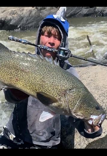 Cracking cod . #murraycod #fishtok #nsw #canberra #qld #river #beachfishing #boatfishing #riverfishing #lakefishing #rockfishing #lure #fish #fishing #daiwa #shimano #fishingreels #cy #xy #ca