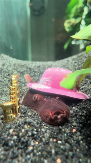 #pufferfish #fishtank #aquarium #potatofish #cute | puffer fish