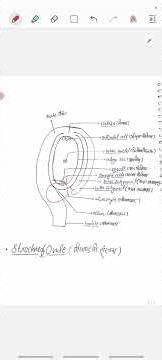 Structure Of Ovule 👽 | बीजांड की संरचना | Class 12th | Hindi/english