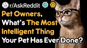 What's the most intelligent thing you've witnessed an animal do? (r/AskReddit) | Storytime Reddit