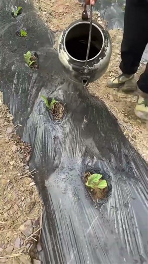 Fertilization #Tobacco Planting Technology and Management #Planting Tips #Agriculture, Rur#eece0