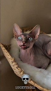 "CAT" CAN'T BE SCARY 🤯 #trending #shortvideos #viral #edit #viralvideos #shorts #short #cat #cats