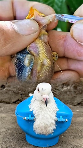 The doctor removed many worms from the body of the little bird