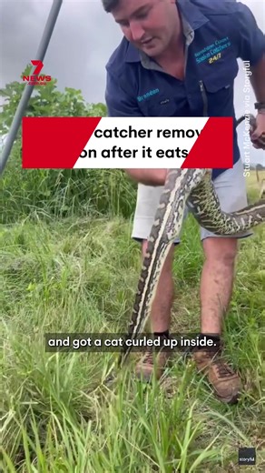 A snake catcher has removed a carpet python from underneath a house, after it ate a pet cat at Stony Creek, Queensland. #Snake #Animals #StonyCreek #Queensland