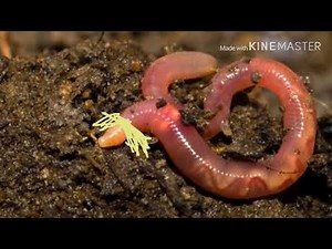 Earthworm Sally theme song