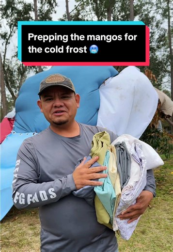 Protecting Mango Trees from Arctic Cold in Florida