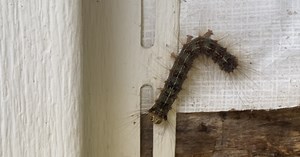 Gypsy moths invade Newaygo County