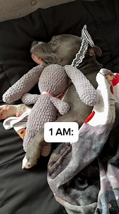 30K views · 391 reactions | Sleeping with a dog  which one of these does your dog do every night? Hippo dreams every night and it’s always so funny. Also do you know why they make those noises? Follow @hippo_american_bully for more cute and funny videos❤️Like, comment and share #dogowner #dogmom #dogmemes #doglover #dogsofinstagram #petlover #spoileddog #cutedog #dogoftheday #americanbully #funnyvideos #funnydogs #funnydog #dogcontent #viralpitbulls | Hippo American bully | Facebook