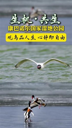 在康巴诺尔国家湿地公园，一只鸟儿轻盈地掠过水面，仿佛在与自然共舞。这里，是观鸟爱好者的天堂，也是心灵寻找宁静的港湾。每一次快门，都是与自由的对话。你是否也想逃离城市的喧嚣，来这里感受一下“心静即自由”的美妙？#观鸟胜地#自然之美#心灵之旅