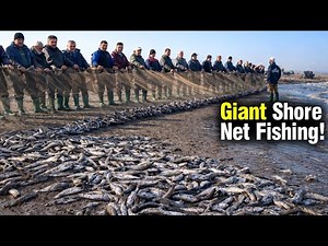 Giant Shore Net Fishing (“Pareh”) In Iran’s Caspian Sea | Inside Fishing Crew