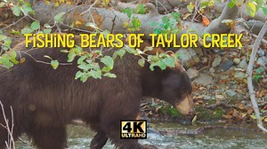 Fishing Bears of Taylor Creek