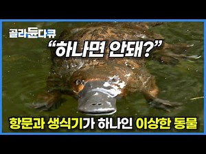 이상하게 진화했지만 1,500만 년 생존한 '이상한 동물 1위'│다큐프라임│#골라듄다큐