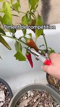 Piments de compétition #jardinage #jardin #potager #astuces #nature