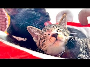 Kitten Looks So Happy Hugged Finally